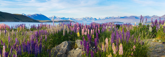 Discover Tekapo’s Famous Lupins: Skincare Benefits & Natural Beauty