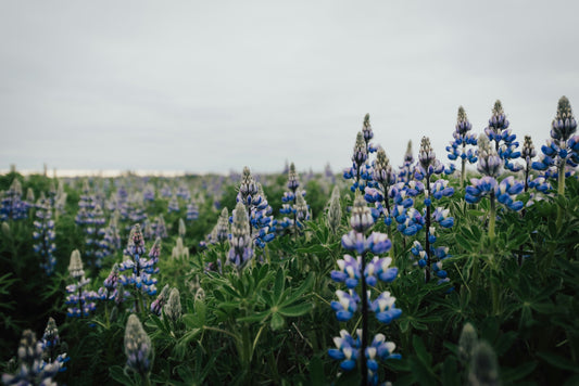 Discover Tekapo's Famous Lupins: Benefits for Skin and Beyond